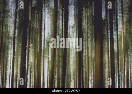 Trees in magical light and magic foggy forest tree landscape. Light effect. Nature background. With magic atmosphere. Stock Photo