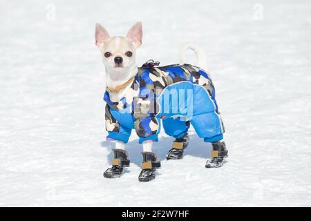 Chihuahua winter deals boots