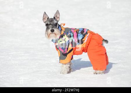 Mini shop schnauzer clothes