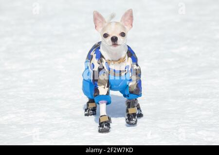 Chihuahua boots online