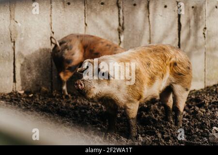 two pigs standing in the mud Stock Photo