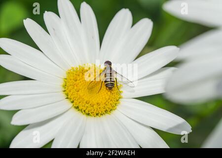 Bee Fly on Oxeye Daisy in Summer Stock Photo