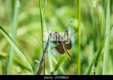 Widow Skimmer Dragonfly in Summer Stock Photo