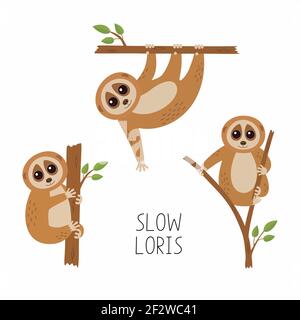 Set of loris on tree branches. Cute lorises vector illustration collection. Stock Vector