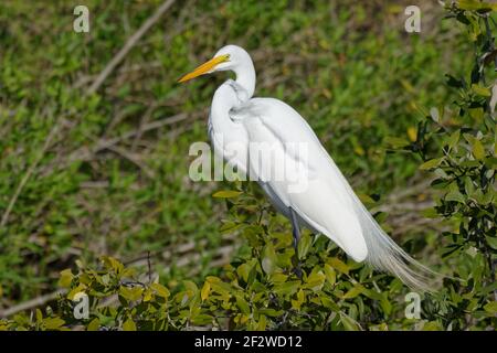 A Great Egret perches on tree branches showing off its beautiful plumage for which it was once hunted nearly to extinction. Stock Photo