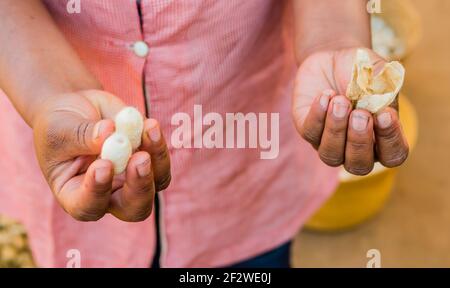 Worker shows in his hands a silkworm cocoon and its external caspule in a rural silk factory, Madagascar Stock Photo