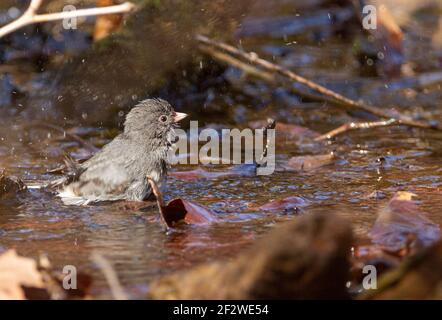 Slate colored Dark Eyed Junco ( Junco hyemalis ) is a passerine bird in north America. This adult male was spotted having a bath in a water puddle in Stock Photo
