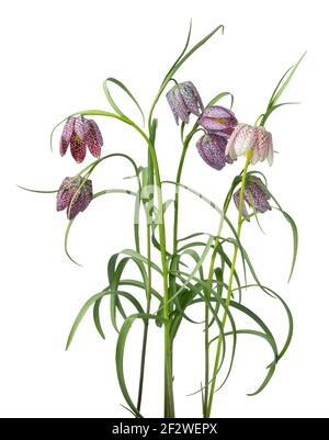 Bouquet of fresh Fritillaria flowers isolated on white background Stock Photo