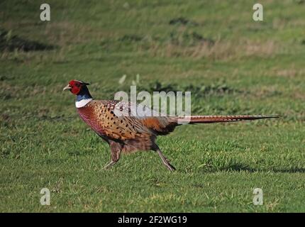 Common Pheasant (Phasianus colchicus) adult male running on short grass Eccles-on-Sea, Norfolk, Uk               November Stock Photo