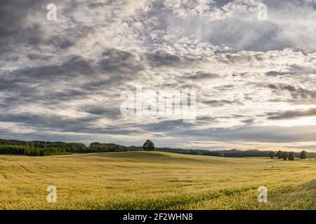 Rural landscape of a field with trees on sides with dramatic sky Stock Photo