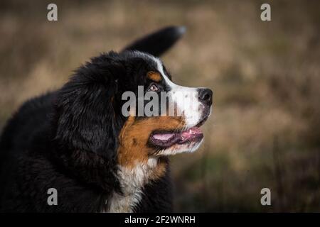 Portrait of a Bernese Mountain Dog puppy, 14 weeks old Stock Photo