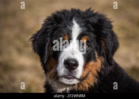 Portrait of a Bernese Mountain Dog puppy, 14 weeks old Stock Photo