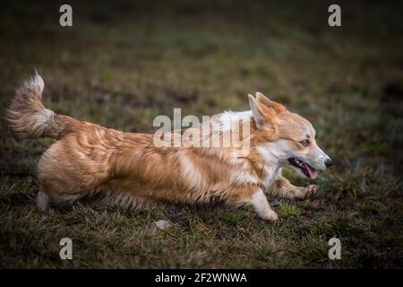 Welsh Corgi Pembroke running full speed