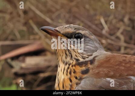 Fieldfare (Turdus pilaris) close-up of adult head Eccles-on-Sea; Norfolk; UK                  October Stock Photo