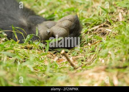 Close-up of the hand of a Mountain Gorilla (Gorilla beringei beringei) from Agashya Group in Volcanoes National Park (Parc National des Volcans). Stock Photo