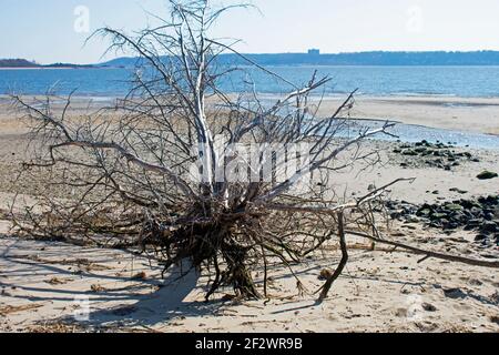 Dead tree casts its shadow on a sandy stretch of beach on the bay side of Sandy Hook, New Jersey, USA Stock Photo