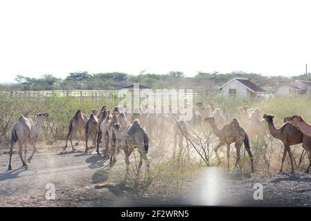 Camels in Kakuma, Turkana, Kenya Stock Photo
