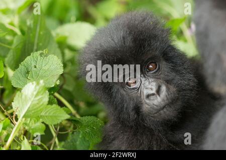 Baby Mountain Gorillas (Gorilla beringei beringei) from Hirwa Group in Volcanoes National Park (Parc National des Volcans). Stock Photo