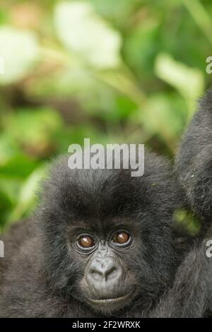 Baby Mountain Gorillas (Gorilla beringei beringei) from Hirwa Group in Volcanoes National Park (Parc National des Volcans). Stock Photo