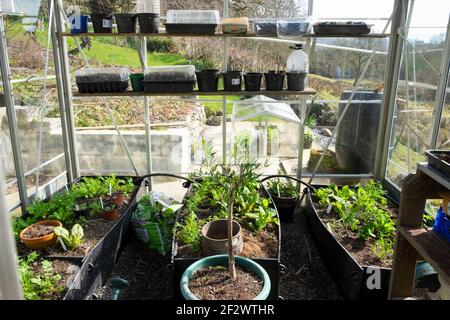 Plants and pots growing in greenhouse interior inside and glass cloche outside in early spring March 2021 and house cottage Wales UK   KATHY DEWITT Stock Photo