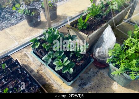 Greenhouse interior with plants broad beans lettuce seedlings growing in trays pots early spring March gardening garden 2021 Wales UK  KATHY DEWITT Stock Photo