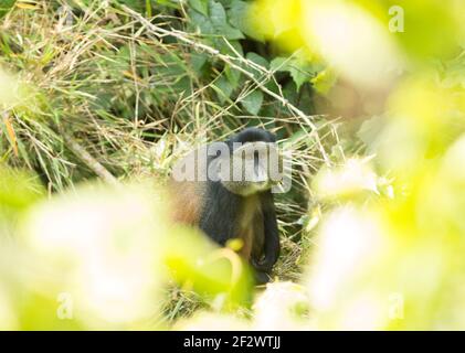 Golden monkey (Cercopithecus kandti) in Volcanoes National Park (Parc National des Volcans). Stock Photo