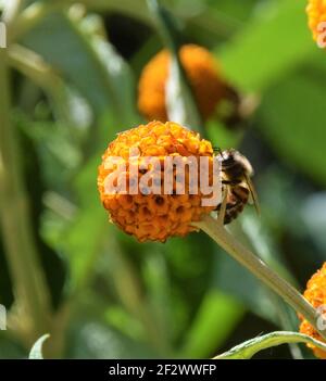 Closeup of a bee pollinating orange ball tree flowers (Buddleja globosa) Stock Photo