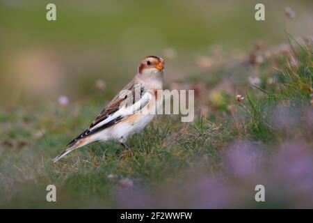 A first-winter male Snow Bunting (Plectrophenax nivalis) feeding among clover and thrift on a coastal headland on the Isles of Scilly, UK Stock Photo