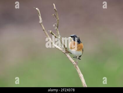 Brambling, Fringilla montifringilla, male in winter. Wales 2021 Stock Photo