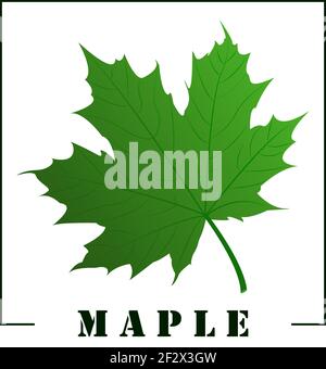 Maple Leaf Flat Icon On White Background Stock Vector