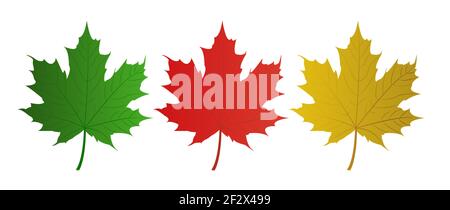 Set of vector maple leaves of different colors. Vector flat illustration. Stock Vector