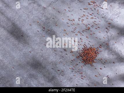 Mustard seeds or brown ajenabe - Brassica nigra Stock Photo