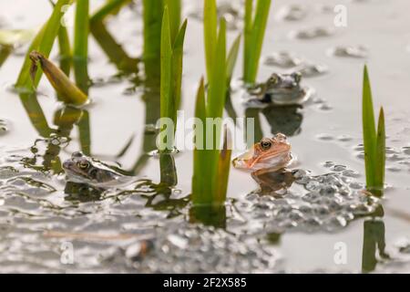 Barn Hill, Wembley Park, UK. 13th March 2021. European common brown frogs (Rana temporaria) floating among frog spawn in Barn Hill Pond.  Amanda Rose/Alamy Live News Stock Photo