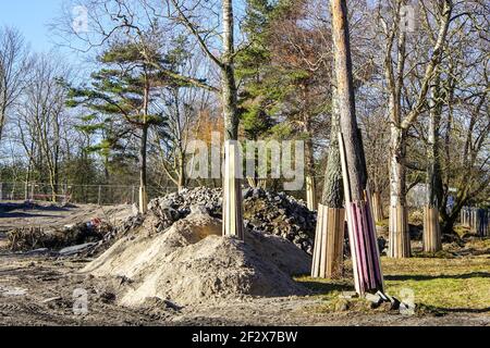 Tree trunks on a construction site covered with wooden boards to protect them from damage Stock Photo