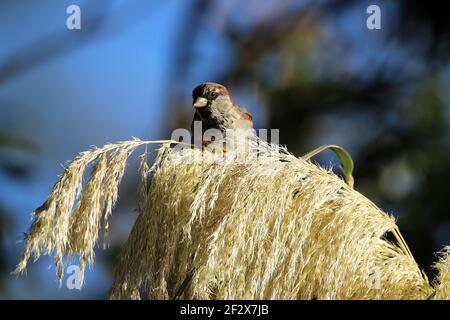 Male house sparrow feeding on pampas grass seedhead Stock Photo