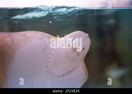 fish electric ramp in the oceanarium in Russia,fauna of the ocean Stock Photo