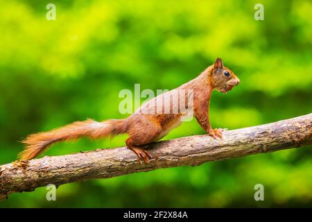 Closeup of  a Eurasian red squirrel, Sciurus vulgaris, walking, running and jumping through trees in a forest on branches. Sunny day, bright and vibra Stock Photo