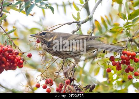 A redwing bird, Turdus iliacu, eating berries from a bush during Autumn season Stock Photo