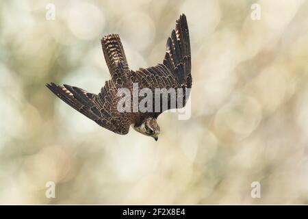 Saker falcon, Falco cherrug, in flight hunting and diving in a forest Stock Photo