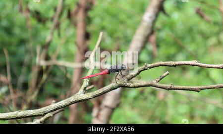 Side view of a red dragonfly on a dry tree branch Stock Photo