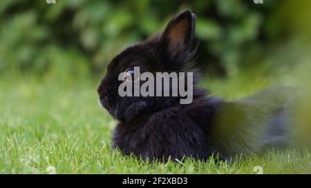 portrait of cute black dwarf rabbit lying in grass Stock Photo