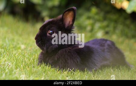 cute black dwarf rabbit lying on meadow Stock Photo