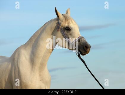 White wonderful arabian horse portrait in sky background Stock Photo