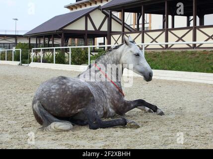 Dapple-grey Andalusian horse rest in the paddock on the farm Stock Photo