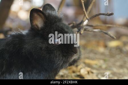 Portrait of black dwarf rabbit Stock Photo