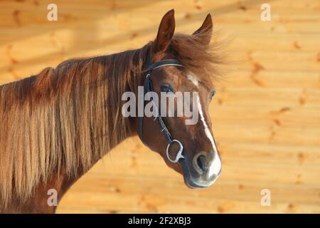 Dressage sportive horse with classic bridle walks in wooden stable Stock Photo