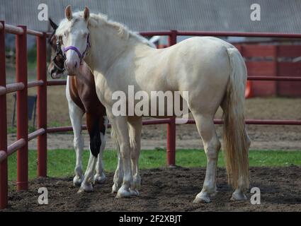 Falabella horse in stud farm Stock Photo