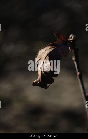 An image showing a young Oak leaf in Winter Stock Photo