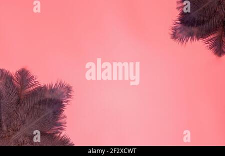 Abstract soft pastel pink background with brown feathers, background texture top view with copy space , retro modern design flat lay Stock Photo