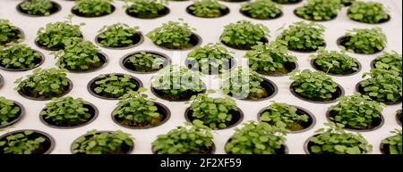 Close-up of basil microgreens. Growing basil in hydroponic system sprouts close up view. Vegan and healthy eating concept. Sprouted seeds, micro green Stock Photo